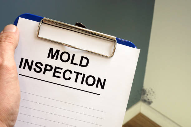 Why You Should Choose Our Mold Remediation Services in Kimball, TN